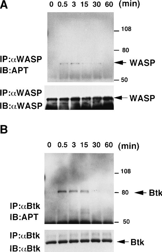 Fig. 2. BCR cross-linking induces tyrosine-phosphorylations of Btk and WASP. Serum-starved 1 × 108 RAMOS cells were stimulated with 100 μg/mL F(ab′)2 fragment of goat antihuman IgM antibody for the indicated times (0, 0.5, 3, 15, 30, and 60 minutes). Cells were lysed with Triton X-100 lysis buffer and, after preclearance, lysates were immunoprecipitated with the anti-WASP antibody 503 (A) or the anti-Btk antibody 48-2H (B). Immunoprecipitates were fractionated by SDS-PAGE and immunoblotted with the antiphosphotyrosine (APT) antibody 4G10 (A and B; top). These membranes were reprobed with the anti-WASP antibody 503 (A; bottom) or the anti-Btk antibody 43-3B (B; bottom).