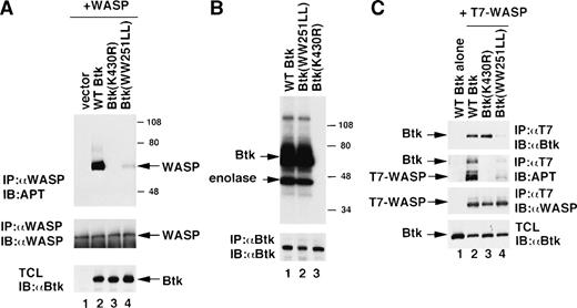 Fig. 3. (A) Phosphorylation of WASP by Btk in a reconstitution system. Cotransfection of pcDNA3/WASP with pEF-BOS vector alone (lane 1), pEF-BOS/wild-type (WT) Btk (lane 2), pEF-BOS/Btk (K430R) (lane 3) or pEF-BOS/Btk (WW251LL) (lane 4) into 293T cells was performed with lipofectamine. Cells were harvested after 48 hours and lysed with Triton X-100 lysis buffer. After preclearance, lysates were immunoprecipitated with the anti-WASP antibody 503 and immunoblotted with the antiphosphotyrosine (APT) antibody 4G10 (top). The same membrane was reprobed with the anti-WASP antibody 503 (middle). To detect the expression of Btk constructs, the total cell lysates (TCL) were also loaded and immunoblotted with the anti-Btk antibody 43-3B (bottom). (B) In vitro kinase assays of wild and mutant Btk. The expression vectors of Btk (WT) (lane 1), Btk (WW251LL) (lane 2), or Btk (K430R) (lane 3) were transfected into 293T cells. Cells were harvested after 48 hours, and the lysates were immunoprecipitated with the anti-Btk antibody 48-2H. The in vitro kinase assay was performed with denatured enolase as a substrate. The bottom panel demonstrates the expression of Btk protein in the lysates by immunoblotting with the anti-Btk antibody 43-3B. (C) Association of WASP with wild-type or mutant Btk. Transfection of pEF-BOS/wild type (WT) Btk (lane 1) or cotransfection of T7 epitope-tagged WASP with pEF-BOS/wild-type (WT) Btk (lane 2), pEF-BOS/Btk (K430R) (lane 3), or pEF-BOS/Btk (WW251LL) (lane 4) into 293T cells was performed with lipofectamine. Cells were harvested after 48 hours and lysed with digitonin lysis buffer. After preclearance, lysates were immunoprecipitated with the anti-T7 tag antibody and immunoblotted with the anti-Btk antibody 43-3B (top) or with the antiphosphotyrosine (APT) antibody 4G10 (second), followed by reprobing with the anti-WASP antibody 503 (third). To detect the expression of Btk proteins, the total cell lysates (TCL) were also loaded and immunoblotted with the anti-Btk antibody 43-3B (bottom).