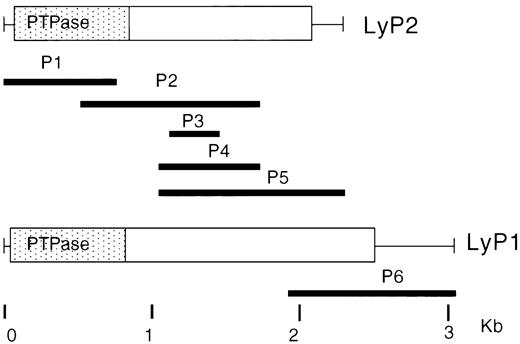 Fig. 1. Schematic diagram of Lyp1 and Lyp2 deduced from the cDNA clones. Boxes indicate the open reading frame, with thin lines representing the 5′ and 3′ untranslated regions. The PTPase catalytic domain is colored in gray. The six overlapping cDNA clones obtained from a human thymus cDNA library (bold black lines) are shown under the schematic structures of the cDNAs.