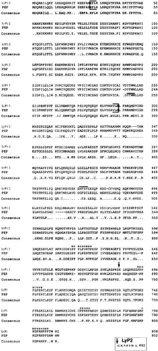 Fig. 2. Alignment of Lyp1 and PEP amino acid sequences. The PTPase domain is indicated by brackets. An arrow indicates the end of the amino acid sequence shared by Lyp1 and Lyp2 and the beginning of the unique C-terminal sequence of Lyp1. The NXXY motif is indicated by a line above the sequence. The four potential SH3 domain binding sites are also indicated (asterisks). A consensus sequence is shown below the alignment. The unique seven amino acids of Lyp2 are shown in the box below the alignment.