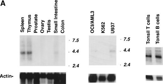 Fig. 5. Expression profile of Lyp1 and Lyp2 transcripts. (A) Two micrograms of poly A+ RNA from various human tissues and cell lines (OCI/AML3, acute myeloblastic leukemia cell line; K562, erythroleukemia cell line; and U937, monocytes cell line) were hybridized with a 1.3-kb cDNA probe common to both Lyp1 and Lyp2 (exposure time, 7 days) and with actin (exposure time, 24 hours). (B) RNA from immune relevant human tissues (Clontech) was blotted first with a cDNA probe from the unique 280-bp 3′ nucleotides sequence of Lyp2 (including the untranslated sequence) and then, after stripping, with a 600-bp cDNA probe from the unique 3′ nucleotide sequence of Lyp1 (exposure time, 7 days) and with actin (exposure time, 24 hours). The sizes of the RNA markers are indicated in kilobases.