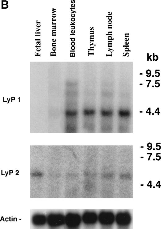 Fig. 5. Expression profile of Lyp1 and Lyp2 transcripts. (A) Two micrograms of poly A+ RNA from various human tissues and cell lines (OCI/AML3, acute myeloblastic leukemia cell line; K562, erythroleukemia cell line; and U937, monocytes cell line) were hybridized with a 1.3-kb cDNA probe common to both Lyp1 and Lyp2 (exposure time, 7 days) and with actin (exposure time, 24 hours). (B) RNA from immune relevant human tissues (Clontech) was blotted first with a cDNA probe from the unique 280-bp 3′ nucleotides sequence of Lyp2 (including the untranslated sequence) and then, after stripping, with a 600-bp cDNA probe from the unique 3′ nucleotide sequence of Lyp1 (exposure time, 7 days) and with actin (exposure time, 24 hours). The sizes of the RNA markers are indicated in kilobases.