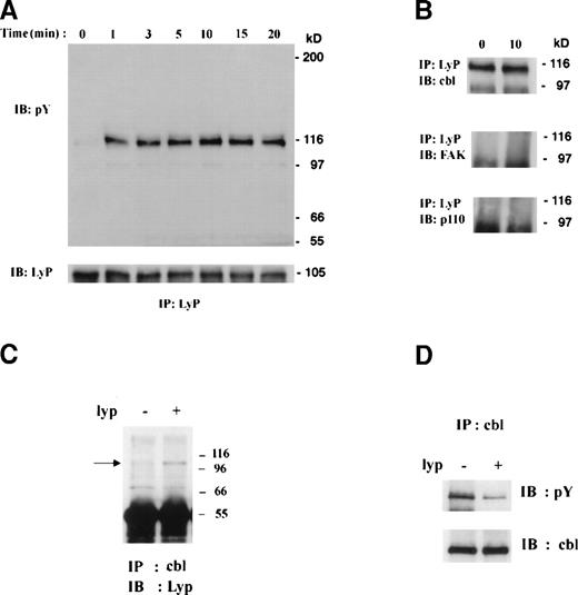 Fig. 11. Involvement of Lyp1 in TCR signaling. (A) Lyp immunoprecipitates from thymocytes (80 × 106cells) stimulated with anti-CD3 were blotted with antiphophotyrosine. A single phosphorylated band of 116 kD was detected coimmunoprecipitating with Lyp. Lyp protein loading was quantitated by anti-Lyp Western blot after stripping. (B) Immunoblotting with anti-Cbl identified the 116-kD phosphorylated protein as Cbl, whereas immunoblotting with anti-FAK or anti-p110 (subunit of PI-3 kinase) showed them not to be associated with Lyp. (C) Lyp1 was transfected into COS-7 cells and Cbl immunoprecipitates prepared from these and untransfected cells. Western blotting was performed with Lyp antibodies. The position of lyp is indicated by an arrow. Cbl immunoprecipitates were also prepared and blotted with antiphosphotyrosine (D) and then anti-cbl after stripping.