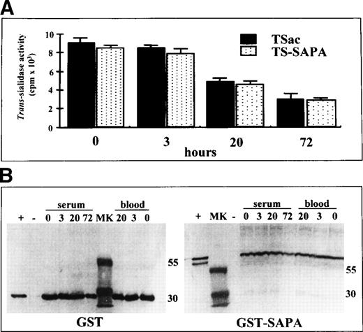 Fig. 6. Sensitivity of chimeric proteins to blood-proteinases. (A) TSac and TS-SAPA proteins were incubated with normal mouse serum and assayed for trans-sialidase activity in samples taken at different times. Data are expressed as the mean ± SD. (B) GST or GST-SAPA protein incubated either with mouse serum or mouse blood for the indicated times, were assayed for proteolytic degradation as indicated in Materials and Methods. Controls are indicated as − (mouse serum alone) and + (GST or GST-SAPA–purified protein in PBS). (MK) Molecular weight markers (in kD) are indicated at right.