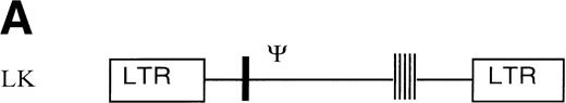 Fig. 1. Retroviral vectors and packaging cell lines. (A) LK; (B) LN-ras2. LTR, M-MLV long terminal repeat; Ψ, packaging region; thick vertical line, viral splice donor site; parallel vertical lines, polylinker; arrows, primers used for PCR. (C and D) Immunohistochemical staining for human N-ras protein. (C) ΨLN-ras215 cells show cytoplasmic staining of N-ras protein. (D) ΨLN-ras2 nonproducers (LN-ras2 transfectant that did not make detectable virus). Mophology of (E), ΨLN-ras215 producers; (F) ΨLK09 producers (original magnification ×250).