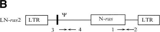 Fig. 1. Retroviral vectors and packaging cell lines. (A) LK; (B) LN-ras2. LTR, M-MLV long terminal repeat; Ψ, packaging region; thick vertical line, viral splice donor site; parallel vertical lines, polylinker; arrows, primers used for PCR. (C and D) Immunohistochemical staining for human N-ras protein. (C) ΨLN-ras215 cells show cytoplasmic staining of N-ras protein. (D) ΨLN-ras2 nonproducers (LN-ras2 transfectant that did not make detectable virus). Mophology of (E), ΨLN-ras215 producers; (F) ΨLK09 producers (original magnification ×250).