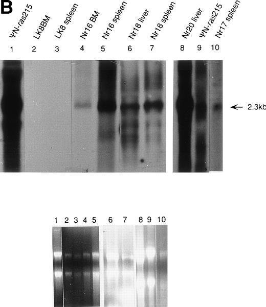 Fig. 5. Molecular analysis of reconstituted mice. (A) Proviral integrants. Ethidium bromide-stained agarose gel showing PCR products amplified from lysates of cells from reconstituted mice or BM cultures. Primers 1 and 2 (Fig 1) were used for amplification of LN-ras2 sequence. Lane 1, ΨLN-ras215 (positive control); lane 2, Nr1 spleen; lane 3, Nr4 thymus; lane 4, Nr5 spleen; lane 5, Nr7 spleen; lane 6, Nr7 lung; lane 7, Nr8 lung; lane 8, Nr8 spleen; lane 9, Nr9 lung; lane 10, LN-ras2–infected BM (in vitro analysis); lane 11, negative control DNA; lane 12, no sample. (B) Proviral expression. Autoradiograph of a Northern blot hybridized to a Ψ region probe (described in Materials and Methods). RNA samples are indicated above each well. Transcript sizes are indicated to the right. The RNA samples on ethidium bromide-stained agarose gels are shown below the autoradiograph. Lane numbers above the gel correspond to the autoradiograph.