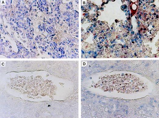 Fig. 6. N-ras protein expression in reconstituted mice. Immunohistochemical staining with human N-ras antibody. (A) LK8 lung. (B) Nr16 lung. Stained hematopoietic cells are shown. (C) LK 8 blood vessel in liver. (D) Nr18 blood vessel in liver. Stained mononuclear cells within a blood vessel are shown.
