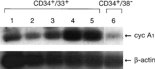 Fig. 4. Expression of cyclin A1 in normal human myeloid cells detected by RT-PCR. Lanes 1 through 5, CD34+CD33+ cells at days 0, 2, 4, 6, and 8 of in vitro culture. Lane 6, CD34+CD38−cells.
