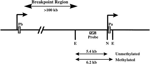Fig. 1. Map of the 5′ region of the ABL1 gene. The two alternate first exons of the gene are depicted by a solid box labeled Pa (for exon 1a, transcribed from promoter a) and Pb (for exon 1b, transcribed from promoter b). Arrows indicate the transcription start sites for these two exons. The location of most of the translocation breakpoints in CML is shown on top. For methylation analysis, DNA is restricted with EcoRI (E) and Not I (N) and hybridized using the indicated DNA probe. In this analysis, normal (unmethylated) alleles yield a 5.4-kb fragment, whereas methylated alleles result in a 6.2-kb fragment.