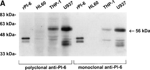 Fig. 2. PI-6 and a 56-kD PI-6/proteinase complex are found in myelomonocytic cells. (A) HL60, THP-1, and U937 cells were lysed and equal amounts of protein were separated by 10% SDS-PAGE under reducing conditions and immunoblotted using polyclonal anti–PI-6 antisera or monoclonal anti–PI-6 antibody. (B) Monocytes, neutrophils, and lymphocytes were isolated from peripheral human blood as described in Materials and Methods. Cells were lysed in the presence of 1 μg/mL aprotinin, 150 μg/mL PMSF, 0.5 μmol/L leupeptin, and 1 μmol/L pepstatin to minimize degradation by plasma proteinases. Equal amounts of protein were separated by 12.5% SDS-PAGE under reducing conditions and immunoblotted using polyclonal anti–PI-6 antisera. Both gels contain 2 ng of recombinant PI-6 (rPI-6) loaded as a positive control. The lower band in the rPI-6 sample represents serpin cleaved in the reactive loop by nonspecific proteolysis during purification and storage.