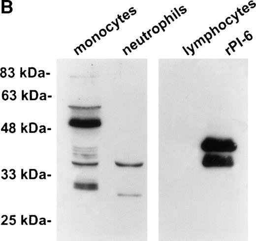 Fig. 2. PI-6 and a 56-kD PI-6/proteinase complex are found in myelomonocytic cells. (A) HL60, THP-1, and U937 cells were lysed and equal amounts of protein were separated by 10% SDS-PAGE under reducing conditions and immunoblotted using polyclonal anti–PI-6 antisera or monoclonal anti–PI-6 antibody. (B) Monocytes, neutrophils, and lymphocytes were isolated from peripheral human blood as described in Materials and Methods. Cells were lysed in the presence of 1 μg/mL aprotinin, 150 μg/mL PMSF, 0.5 μmol/L leupeptin, and 1 μmol/L pepstatin to minimize degradation by plasma proteinases. Equal amounts of protein were separated by 12.5% SDS-PAGE under reducing conditions and immunoblotted using polyclonal anti–PI-6 antisera. Both gels contain 2 ng of recombinant PI-6 (rPI-6) loaded as a positive control. The lower band in the rPI-6 sample represents serpin cleaved in the reactive loop by nonspecific proteolysis during purification and storage.