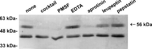 Fig. 3. The 56-kD PI-6/proteinase complex contains a serine proteinase and is formed after lysis. U937 cells were lysed in the presence of 1 μg/mL aprotinin, 150 μg/mL PMSF, 0.5 μmol/L leupeptin, 1 μmol/L pepstatin, 100 μmol/L EDTA, or a mixture of all these inhibitors. Samples were incubated at 37°C for 10 minutes, separated by 10% SDS-PAGE, and immunoblotted using polyclonal anti–PI-6 antisera.