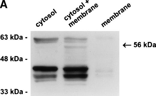 Fig. 4. The protease is in a membrane bound subcellular compartment and is in excess to PI-6. (A) U937 cells were fractionated into cytosol and Triton X-100 soluble membrane fractions as described in Materials and Methods. Equal amounts of cytosolic protein, membrane protein, and a 1:1 mixture of both were incubated at 37°C for 10 minutes. Samples were separated by 10% SDS-PAGE under reducing conditions and immunoblotted using polyclonal anti–PI-6 antisera to visualize the 56-kD complex. The 63-kD band present in the first two lanes is nonspecific and was recognized by preimmune sera (not shown). (B) U937 cells were lysed and incubated at 37°C for 10 minutes with or without 2 ng recombinant PI-6 (rPI-6). Samples were separated by 10% SDS-PAGE under reducing conditions and immunoblotted using polyclonal anti–PI-6 antisera. Two nanograms of recombinant PI-6 was included in a separate lane as a positive control.