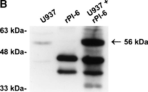 Fig. 4. The protease is in a membrane bound subcellular compartment and is in excess to PI-6. (A) U937 cells were fractionated into cytosol and Triton X-100 soluble membrane fractions as described in Materials and Methods. Equal amounts of cytosolic protein, membrane protein, and a 1:1 mixture of both were incubated at 37°C for 10 minutes. Samples were separated by 10% SDS-PAGE under reducing conditions and immunoblotted using polyclonal anti–PI-6 antisera to visualize the 56-kD complex. The 63-kD band present in the first two lanes is nonspecific and was recognized by preimmune sera (not shown). (B) U937 cells were lysed and incubated at 37°C for 10 minutes with or without 2 ng recombinant PI-6 (rPI-6). Samples were separated by 10% SDS-PAGE under reducing conditions and immunoblotted using polyclonal anti–PI-6 antisera. Two nanograms of recombinant PI-6 was included in a separate lane as a positive control.