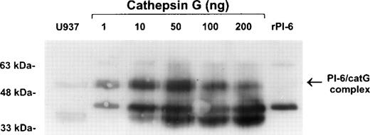 Fig. 6. Recombinant PI-6 and native cathepsin G form an SDS-stable complex in vitro. Recombinant PI-6 (2 ng) was mixed with 1 to 200 ng of native cathepsin G and incubated at 37°C for 10 minutes. Samples were resolved by 10% SDS-PAGE under reducing conditions and then immunoblotted with polyclonal anti–PI-6 antisera.
