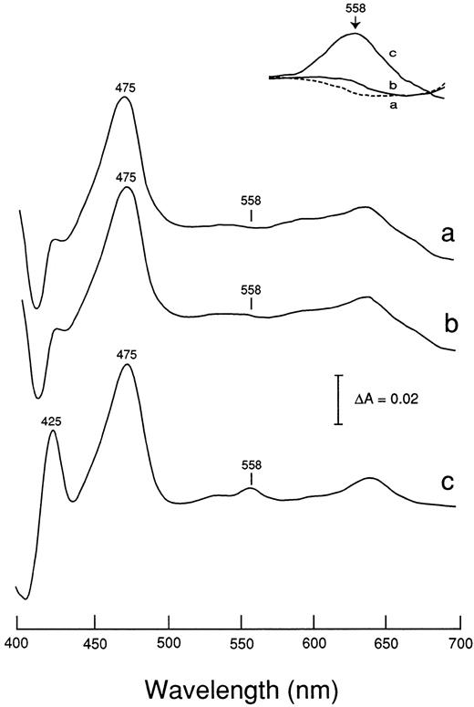 Fig. 3. Reduced minus oxidized difference spectra of neutrophils from patient J.O. (a), patient T.H. (b) and a healthy control (c). Neutrophil sonicates (6 × 106 cells/250 μL) were treated with CO and then the reduced minus oxidized difference spectra were measured. The inset shows the -band region enlarged 5.4-fold.