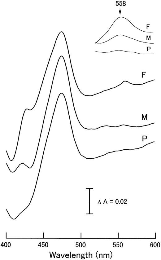 Fig. 4. Reduced minus oxidized difference spectra of neutrophils from variant CGD patient T.H. (P) and his mother (M) and father (F). The inset shows the -band region enlarged fivefold. The difference spectra were measured as in Fig 3.