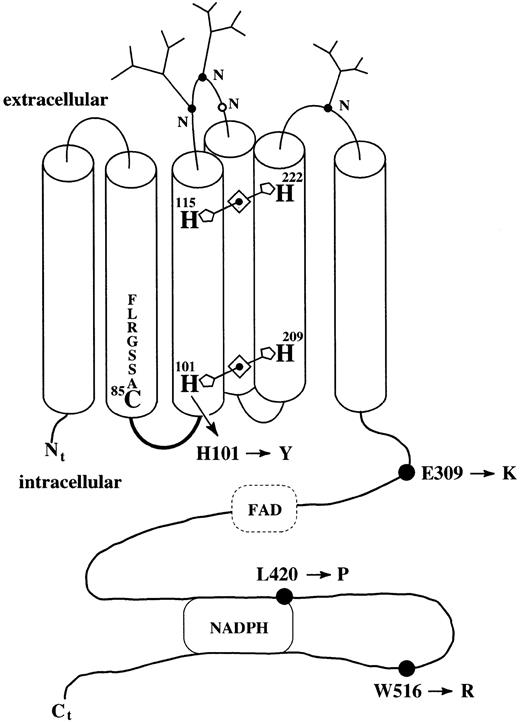 Fig. 8. A topological scheme of the heme binding histidines and the mutated residues in gp91-phox. Mutations in the gene encoding gp91-phox were detected in the four patients; H101Y (patient T.K.), E309K (patient T.H.), L420P (patient J.O.), and W516R (patient T.M.). A cytochrome P450-like alignment: residues 78-85 FLRGSSAC85.27 A cytosolic loop: residues 87-94: STRVRRQL.28 Taken together with previous studies on ESR and MCD spectra,29 the spectrophotometric studies on the CGD neutrophils provided a topological scheme for the locations of the hemes in gp91-phox. For details, see text.