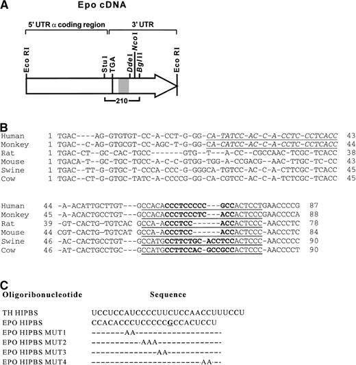 Fig. 1. (A) Schematic representation of human EPO cDNA, and location of restriction sites DdeI, NcoI, andBglII within the 3′ UTR used to generate EPO transcripts. The hatched area represents the HIPBS-like region. TGA - translation stop codon. Bracket marks the cDNA used to generate the riboprobe. (B) Alignment of pyrimidine-rich tracts in the 3′ UTR of EPO mRNA from different species. Sequences start with the translation stop codon. The first pyrimidine-rich tract conserved in primates is indicated by italics and underlined. The second motif conserved in various species is indicated by bold type and underlined. Gene bank accession numbers for each EPO mRNA are X02157 (human), M18189(monkey), L10608 (rat), M12482 (mouse), L10607 (swine), U44762(bovine). (C) Sequences of wild-type TH and EPO HIPBS elements, and localization of mutations (MUT). The G residue within the protein binding site is underlined.
