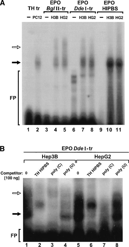 Fig. 2. EPO transcripts containing HIPBS-like sequence form ribonucleoprotein complexes with protein extracts from Hep3B and HepG2 that migrate with the same mobility as the TH mRNA-associated complex. (A) RNA gel-shift assay with TH transcript (TH-tr, lanes 1 to 2) and PC12 cells extract (10 μg), EPO BglII transcript (EPOBglII-tr, lanes 3 to 5), EPO DdeI transcript (EPO DdeI-tr, lanes 6 to 8), and EPO oligoribonucleotide (EPO-HIPBS, lanes 9 to 11) and with proteins (40 μg) from Hep3B (H3B) and HepG2 (HG2) cells. Solid arrow indicates the main, faster-migrating complex. Open arrow indicates the second, slower-migrating complex, visible only when EPO transcripts are used. FP - free probe. Free probes migrate only in lanes 1, 3, 6, and 9. Note that less PC12 protein extract was used in the binding reaction with the TH transcript to obtain autoradiographically comparable signal between TH and EPO complexes. (B) Competition of the complexes formed by EPO DdeI transcript with proteins (40 μg) from Hep3B (lanes 1 to 4) or Hep2G (lanes 5 to 8) by TH HIPBS (lanes 2 and 6) or poly(C) RNA (lanes 3 and 7) but not by poly(U) RNA (lanes 4 and 8). Solid arrow indicates specific complex. Open arrow indicates slower-migrating complex.
