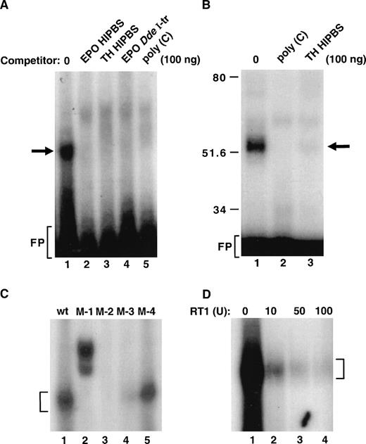 Fig. 4. Formation of the ribonucleoprotein complex associated with EPO HIPBS-like oligoribonucleotide. (A) Gel-shift analysis of the binding reaction of EPO oligoribonucleotide and protein factors from HepG2 cells. EPO oligoribonucleotide is sufficient to form a complex with proteins from HepG2 cells (lane 1). Formation of this complex is prevented by competition with 100 ng of cold EPO (lane 2) or TH HIPBS (lane 3) oligoribonucleotides, EPO DdeI transcript (lane 4), or poly(C) RNA (lane 5). (B) Analysis of the EPO oligoribonucleotide-protein complex after UV light cross-linking and SDS-PAGE. EPO oligoribonucleotide forms a 50 to 55 kD complex with cytoplasmic proteins from HepG2 cells (lane 1). Formation of this complex is abolished by competition with 100 ng of poly(C) RNA (lane 2) or TH HIPBS (lane 3). (C) Gel-shift analysis of complexes formed by proteins from HepG2 cells and wild-type (wt) or mutated (M-1, 2, 3, 4) EPO HIPBS. Bracket indicates the specific complex. (D) Gel-shift analysis of the HepG2 protein complex associated with EPO HIPBS in the presence of increasing concentrations of RT1 (lanes 1 to 4). Bracket indicates the specific complex. FP-freeprobe