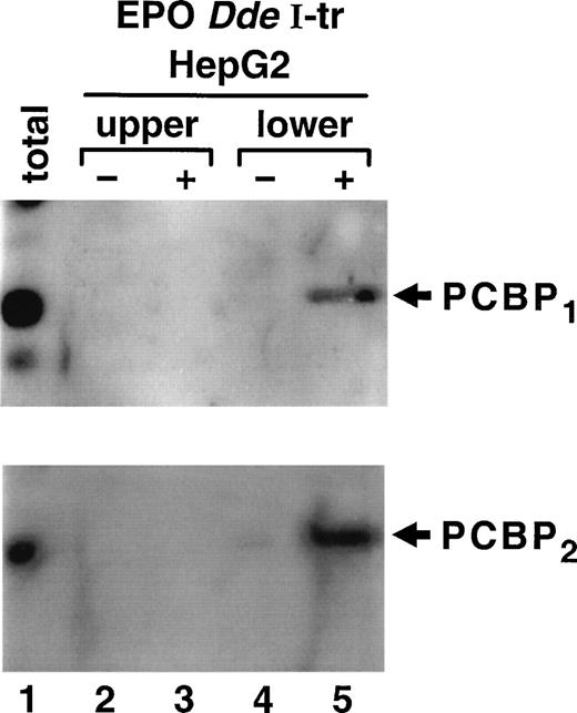 Fig. 5. Identification of PCBP as part of the ribonucleoprotein complex associated with EPO HIPBS-like element in HepG2 cells Proteins electroeluted from the EPO DdeI transcript-associated complexes were analyzed by Western blot technique. The same membrane was first probed with specific anti-PCBP1 antibody,and then stripped and reprobed with anti-PCBP2 antibody. The lower complex (corresponding to the TH-HIPBS–associated complex) contains both isoforms of PCBP (lane 5), which is absent in the eluates from gel slices containing binding reaction without RNA (lane 4) or in the upper complex (lanes 2 and 3). Lane 1, 100 μg of HepG2 protein extract.