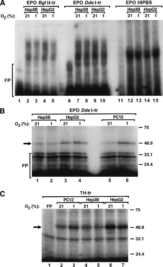 Fig. 6. Formation of the ribonucleoprotein complex associated with EPO mRNA is not hypoxia-inducible. (A) Gel-shift analysis of the protein complexes associated with EPOBglII (lanes 1 to 5), EPO DdeI (lanes 6 to 10) transcripts or EPO HIPBS (lanes 11 to 15) and protein extracts (40 μg) from either Hep3B or HepG2 cells during normoxia (21% O2) and hypoxia (1% O2). (B) SDS-PAGE analysis of UV light cross-linked complexes formed by EPO DdeI-transcript and protein factors (40 μg) from Hep3B (lanes 1, 2), HepG2 (lanes 3, 4), and PC12 cells (lanes 5, 6) that were exposed to normoxia (21% O2) or hypoxia (1% O2). (C) SDS-PAGE analysis of UV light cross-linked complexes formed by TH transcript and protein factors from PC12 (10 μg, lanes 2, 3), Hep3B (40 μg, lanes 4, 5), and HepG2 cells (40 μg, lanes 6, 7) that were exposed to normoxia (21% O2) or hypoxia (1% O2). FP - free probe.