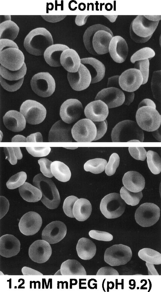 Fig. 3. Normal morphology was observed in the mPEG-RBC. Shown are scanning electron micrographs (×2,300) of control and mPEG-derivatized (1.2 mmol/L) RBC. RBC were derivatized with 1.2 mmol/L cyanuric chloride–activated mPEG at 4°C for 30 minutes in PBS (pH 9.2).