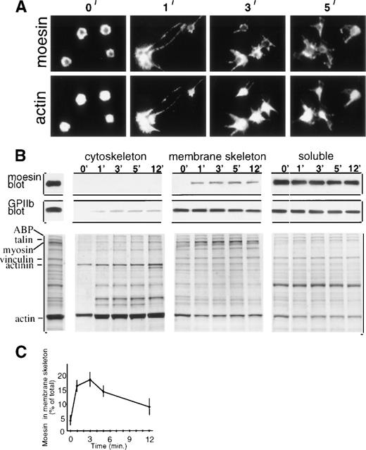 Fig. 1. Moesin localization in resting and thrombin-treated platelets. (A) Resting platelets (0 minute) and platelets treated in suspension with thrombin for 1 to 5 minutes were cytocentrifuged, fixed, permeabilized, and double-stained with rabbit antimoesin (top) and rhodamine phalloidin (bottom). (B) Subcellular fractionation showing moesin distribution. Stirred resting and thrombin-treated platelets were lysed with Triton X-100 and fractionated9into low-speed pellet (cytoskeletal fraction), high-speed pellet (membrane skeleton fraction), and supernatant (soluble fraction). Immunoblots of fractions from 107 platelets show GPIIb (PMI-1 MoAb) and moesin (clone 38 MoAb; Transduction Labs, Lexington, KY). The Coomassie blue stained gels include, on the left, total lysate of resting platelets with major proteins identified. (C) Time course of moesin incorporation into the membrane skeleton (quantitation of immunoblots; mean ± SEM; n = 4 to 6).