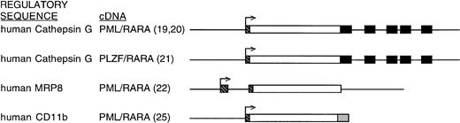 Fig. 1. Regulatory sequences used to control cDNA expression in various published murine APML models. cDNA sequences are represented as open boxes. Cathepsin G coding exons, included downstream of the PML/RARA or PLZF/RARA cDNAs, are represented by filled boxes. The 5′ untranslated regions of the respective targeting loci are represented by hatched boxes. The remainder of the targeting loci (upstream regulatory regions, intronic sequences, and 3′ untranslated regions) are represented by plain lines. The MRP8 targeting construct includes 3′ untranslated sequences placed downstream of the inserted cDNA. The CD11b targeting construct consists of upstream CD11b regulatory sequence and an SV40 polyadenylation signal (shaded box) located downstream of the cDNA. These representations are not drawn precisely to scale.