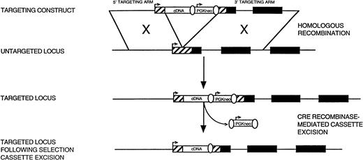Fig. 2. Targeting an endogenous murine locus using homologous recombination. Coding exons of the targeted locus are represented as solid boxes. The cDNA of interest and PGK-neo selectable marker cassette are represented as open boxes. Transcriptional start sites for the targeted gene locus and PGK-neo selectable marker cassette are indicated by arrows. The 5′ untranslated region is represented by a hatched box. LoxP sites used for CRE recombinase-mediated selection cassette excision are represented as open ovals.