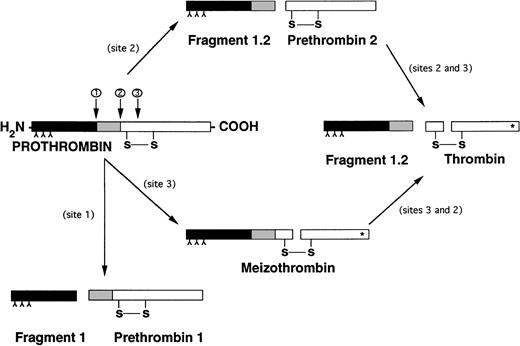 Fig. 2. Different pathways of prothrombin activation. (*) Indicates active site exposure. Inverted “Y” indicates γ-carboxyglutamic acid.