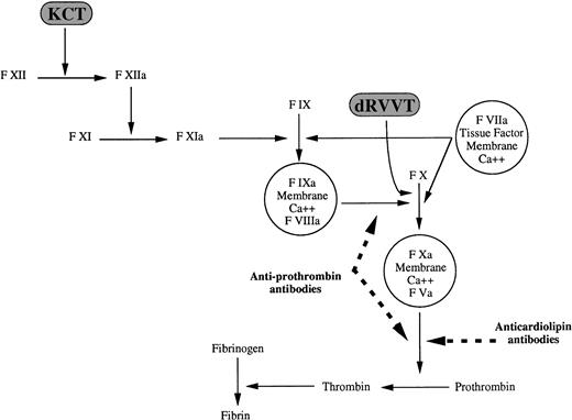 Fig. 3. Sites of action of antiprothrombin and anticardiolipin antibodies along the blood coagulation cascade: antiprothrombin antibodies inhibit the activation of factor X and prothrombin; anticardiolipin antibodies inhibit prothrombin but not factor X activation. Dashed lines indicate inhibitory effect.