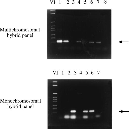 Fig. 2. Chromosomal localization of clone 59-2 by hybrid panel mapping. Sequence-specific primers were used in a PCR reaction with DNA of hybrid cell lines. In the first PCR reaction, DNA of multichromosomal somatic cell hybrids with several human chromosomes in a rodent chromosome background was amplified in the PCR reaction (top part of the figure). Finally the exact localization was determined using DNA of monochromosomal somatic cell hybrids with one or several human chromosomes in a rodent chromosome background (bottom part of the figure). Clone 59-2 was mapped to chromosome 6. (Top) VI, DNA marker; lane 1, NA09927; lane 2, NA09929; lane 3, NA 09931; lane 4, NA09935A; lane 5, NA00347A (hamster DNA); lane 6, NAIMR91 (human genomic DNA); lane 7, human blood DNA; lane 8, no DNA. (Bottom) VI, DNA marker; lane 1, NA10253 (chromosome 3); lane 2, NA10115 (chromosome 4); lane 3, NA10629 (chromosome 6); lane 4, NA00347A (hamster DNA); lane 5, NAIMR91 (human genomic DNA); lane 6, human blood DNA; lane 7, no DNA.