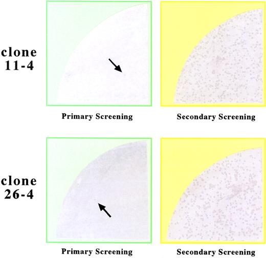 Fig. 1. Screening of a cDNA expression library generated from a squamous cell lung carcinoma with autologous serum. Recombinant proteins were screened with preabsorbed patient serum (see Materials and Methods) and antigen-antibody complexes were detected by a color reaction. As shown for clones 11-4 and 26-4, the serum-positive clones were identified in a primary screening (left-hand side). The enrichment of serum-positive clones by replating and subjection to a second round of screening is shown on the right-hand side.