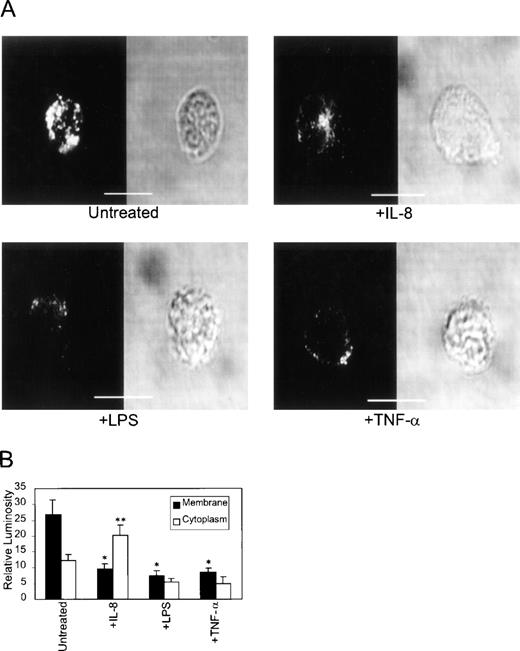 Fig. 1. Distribution of CXCR1 expression on IL-8–, LPS-, and TNF-–treated neutrophils. Purified peripheral blood PMNs were incubated for 1 hour at 37°C in media alone (RPMI/10% fetal calf serum) or stimulated with IL-8 (500 ng/mL), LPS (100 ng/mL), or TNF- (50 ng/mL). Cells were then stained with FITC-conjugated Ab to CXCR1 and examined by confocal microscopy using an oil immersion lens at 600× magnification. (A) Cellular distribution of maximal CXCR1 fluorescence for each treatment is shown at left, and transmission light microscopy of the same cell is shown at right, with size bars representing 10 μm. (B) Mean membrane v cytoplasm CXCR1 staining intensity is plotted for n = 15 (±SEM) cells per treatment group. *Statistical significance (P < .05) using 1-way ANOVA for membrane luminosity of control untreated groupv treated groups. **Statistically significant increase (P < .05; one-way ANOVA) in cytoplasm luminosity vmembrane luminosity of IL-8–treated cells.