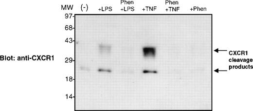 Fig. 5. 1,10-Phenanthroline blocks LPS- and TNF-–stimulated release of CXCR1 cleavage products. Purified peripheral blood PMNs were preincubated with 1,10-phenanthroline (0.5 mmol/L) for 30 minutes in media (RPMI/10% fetal calf serum) followed by the addition of LPS (100 ng/mL) or TNF- (50 ng/mL) for 1 hour at 37°C. Cell supernatants were isolated, and the proteins were assayed on a 10% SDS-polyacryamide gel and electrophoretically transferred to PVDF membranes. The PVDF membrane shown was immunoblotted with polyclonal Ab recognizing the carboxy-terminal amino acids 341-359 of the CXCR1 molecule.