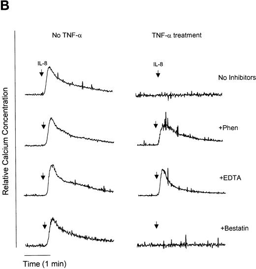 Fig. 6. Measurement of functional IL-8 receptors by Ca2+ mobilization. Purified peripheral blood PMNs suspended in Indo-1AM medium were preincubated with 1,10-phenanthroline (Phen, 0.5 mmol/L), EDTA (5 mmol/L), or bestatin (100 μmol/L) for 30 minutes at 37°C followed by the addition of LPS (100 ng/mL), TNF- (50 ng/mL), or IL-8 (500 ng/mL) for a further 1 hour at 37°C. (A-C) IL-8 (50 ng/mL) or (D) fMLP (5 × 10−7 mol/L) was added to cells and Ca2+ flux was measured.