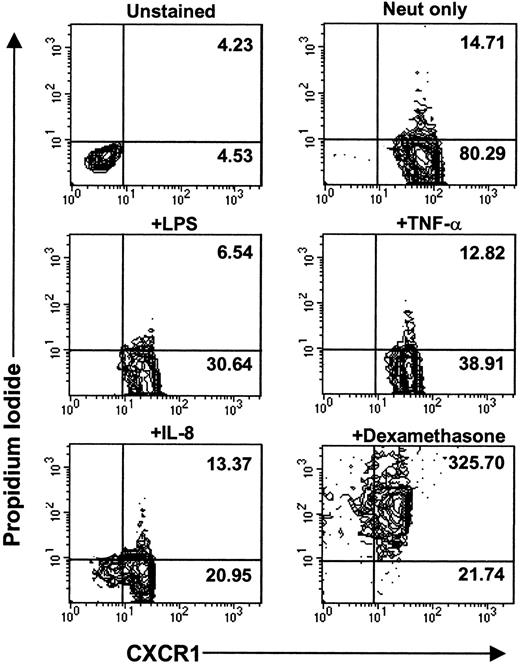 Fig. 8. LPS-, TNF-–, and IL-8–induced CXCR downregulation is not due to cell death. Purified peripheral blood PMNs were incubated for 3 hours at 37°C in media alone (RPMI/10% fetal calf serum) or stimulated with LPS (100 ng/mL), TNF- (50 ng/mL), IL-8 (500 ng/mL), or dexamethasone (100 mmol/L). Propidium iodide staining and CXCR1 staining was measured using two-color parameter flow cytometry. Data are represented as contour plots with the x-axis indicating CXCR1 fluorescence intensity measured on a log10 scale and the y-axis indicating propidium iodide fluorescence intensity measured on a log10 scale. MFI values for CXCR1 staining are indicated in the bottom right panel of each contour plot. MFI values for propidium iodide staining are indicated in the top right panel of each contour plot. Similar data were observed for CXCR2 expression.