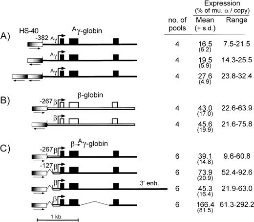 Fig. 4. Diagram and expression of constructs designed to test the enhancing activity of HS-40 and novel cassettes forAγ-globin. (A) Is for constructs containing theAγ-globin gene (thin filled bar) with the −382 promoter and various arrangements of the HS-40 enhancer, (B) is for constructs containing the β-globin gene with the −267 promoter (thin open bar) and various arrangements of the HS-40 enhancer, and (C) is for constructs containing hybrid expression cassettes with the β-globin promoter, various versions of the Aγ-globin gene, and a single copy of the HS-40 enhancer in the same orientation. Exons are indicated by the boxes, the sites of transcription initiation (cap sites) by the arrows, and the segments of the β-globin promoter andAγ-globin intron 2, which were deleted, are indicated by a thin line. The HS-40 enhancer is indicated by the thick bars with graded fill, and the orientation is shown underneath by an arrow. To the right of each panel is indicated the number of transfected MEL585 pools included in the analysis, along with the mean, standard deviation, and range of expression for each construct as described in the legend to Fig 1.