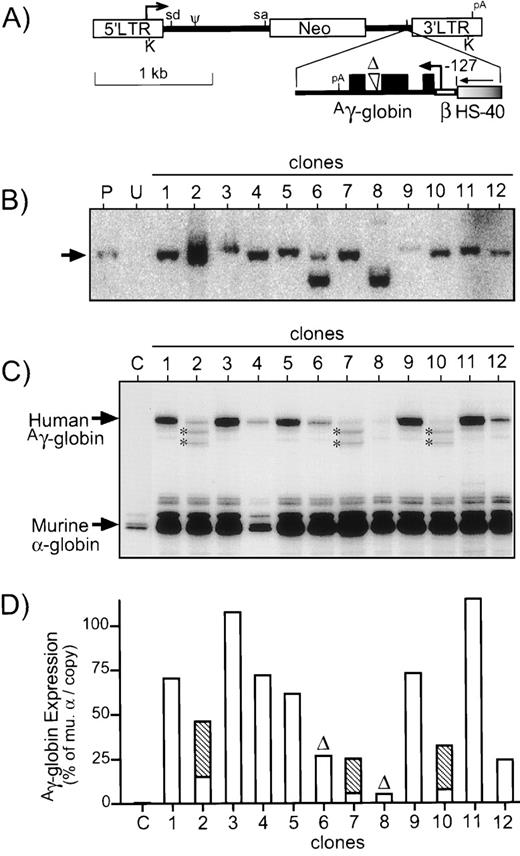 Fig. 5. Diagram and analysis of retrovirus vector. (A) The retrovirus vector HS40-6 was generated using the MLV-based vector LNSX1 indicated at the top, which expresses Neo from the promoter in the 5′ LTR. The optimal expression cassette was inserted in the opposite orientation with respect to viral transcription. This cassette consists of a single copy of the HS-40 enhancer (graded fill), the β-globin gene promoter (open thin bar) truncated to position −127, and the genomic elements of theAγ-globin gene (closed thin bar) starting with the first exon (filled boxes) and containing the large internal deletion (▵) of intron 2. Heavy arrows, sites of transcription initiation; sd/sa, vector splice donor/acceptor sites; Ψ, packaging signal; pA, polyadenylation sites; K, KpnI restriction sites used for Southern analysis. (B) DNA was prepared from clones of vector-transduced MEL585 cells and analyzed for intact provirus by digestion with KpnI (which cuts once in each LTR) and probing for Neo. Controls include DNA from untransduced MEL585 cells (U) and the producer clone (P) used to generate virus supernatant. The expected position of intact provirus is indicated to the left of the panel with an arrow. The limited signal for clone no. 9 was due to a loading error. (C) RNase protection analysis for Aγ-globin expression in the 12 MEL585 clones transduced with the retrovirus vector. The positions of the protected fragments forAγ-globin (170 bp, exon 2) and murine -globin (128 bp, exon 1) are indicated to the left of the panel. Two novel protected fragments in samples no. 2, 7, and 10 are indicated by asterisks. (D) The protected fragments in (C) were quantified by Phosphorimager, and expression of the transduced Aγ-globin cassette is reported as a percentage per copy of endogenous murine -globin. For clones no. 2, 7, and 10, the contribution from the secondary bands are indicated by the hatched portion of the bar. Clones no. 6 and 8 are marked with (▵) to indicate they contain deleted provirus.