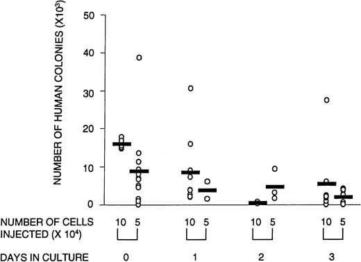 Fig. 2. Number of human CFCs harvested from transplanted animals is lower in animals that received cultured cells versus noncultured cells. Circles represent individual mice that received noncultured cells (day 0) or cells that were cultured for 1, 2, or 3 days in serum-free medium supplemented with SF, FL, and IL-3. The total number of human colonies per femur was calculated by dividing the number of total cells obtained per femur by the number of cells plated per methylcellulose dish (usually 2 × 105 cells), multiplied by the average number of colonies scored in a duplicate set of dishes. There were no significant differences in the relative contribution of the types of colonies between cultured and noncultured cells. Shown are the combined data from three experiments.