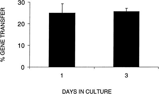 Fig. 4. Gene transfer efficiency with a 1-day infection protocol equals that of a 3-day protocol. The percent gene transfer represents the proportion of methyl cellulose colonies formed by human cells harvested from the BM of reconstituted recipients that were PCR-positive for the MDR gene from the retroviral construct. The days in culture indicate the total number of days human cells were cultured before transplantation into irradiated NOD/SCID recipients. The data represent three combined experiments in which the analysis of day 1 was performed in 2 separate experiments. A MOI of 130 or 260 did not show differences in gene transfer efficiency.
