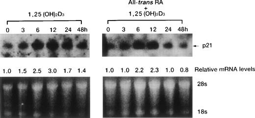 Fig. 6. Time course of p21WAF1/CIP1 mRNA induction of expression by either 1,25(OH)2D3alone or combined with RA in UF-1 cells. Cells were cultured for various durations (0 to 48 hours) with 10−7 mol/L 1,25(OH)2D3 (left) or 10−7 mol/L of both RA and 1,25(OH)2D3 (right). Northern blot analysis of p21WAF1/CIP1 mRNA was performed by blotting total RNA (15 μg per lane). Equal loading of RNA in each lane was confirmed by ethidium bromide staining of the formaldehyde gel; thus, the densitometric reading for the relative levels of p21WAF1/CIP1 transcript was compared with that of untreated cells.