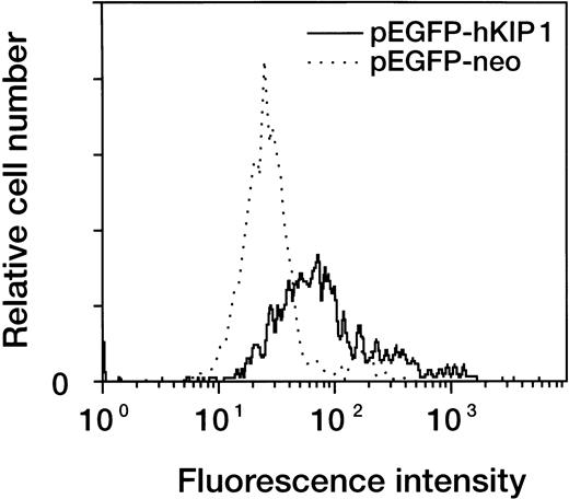 Fig. 9. Flow cytometric analysis for markers of cellular differentiation on p27KIP1-transfected HL-60 cells. Cells were transiently transfected with either pEGFP-hKIP1 or pEGFP-neo control plasmid by electroporation. Transfected cells were cultured for 48 hours and then stained with PE-conjugated mouse anti–human CD11b antibody. Expression of CD11b antigen in the GFP-positive fraction was analyzed by two-color flow cytometry.