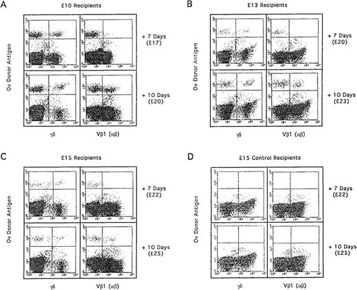 Fig. 5. Differentiation kinetics of the second wave of thymocyte progenitors (E13) into E10, E13, and E15 recipients. After adoptive transfer of E13 H.B19ov+ BM (10 × 106cells) into E10, E13, and E15 H.B19ov− embryos, the donor cells were examined for T-cell expression 7 days and 10 days after injection. Thymocytes of recipients were analyzed by immunofluorescence flow cytometry: ov, TCRγδ and ov, TCR Vβ1. Each dot plot presents 50,000 events for the gated thymocyte population. In the three types of recipients, differentiation kinetics were similar because donor γδ thymocytes were detected 7 days after injection, whereas β donor thymocytes were detected 10 days after injection.