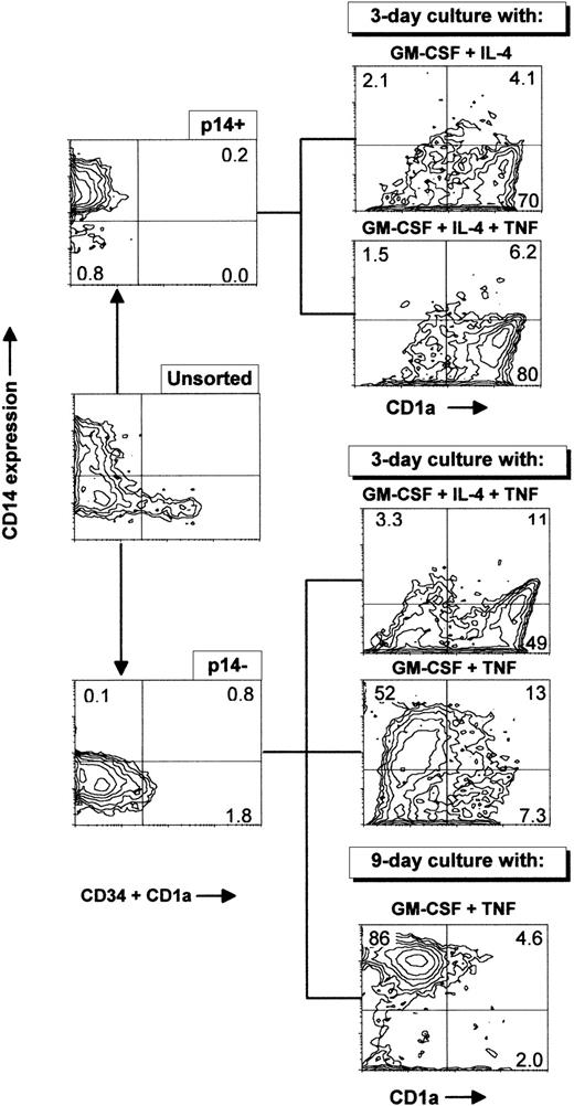 Fig. 5. Sorting of p14+ and p14−cells present after long-term culture with FLT3-L plus TPO. Ex vivo–sorted CD34+ cord blood cells were grown for 21 days in FLT3-L plus TPO, with an increase in total cell number of 110-fold and were frozen. Cells were thawed 3 months later and grown for 26 extra days in the same conditions, with an increase in total cell number of 12-fold, giving an overall proliferation of 1,320-fold. Cells were then sorted in either CD1a−CD14+CD34−(p14+) or CD1a−CD14−CD34−(p14−) with a cocktail of anti–CD1a-PE, anti–CD34-PE, and anti–CD14-FITC MoAbs and cultured for 3 days with GM-CSF and IL-4, GM-CSF, IL-4, and TNF or for 3 and 9 days with GM-CSF and TNF. These data are from one experiment representative of seven. Sorting cells from primary cultures at different time points produced similar results.