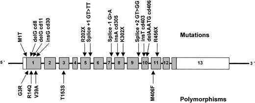 Fig. 2. Schematic representation of the ERGIC-53 gene showing mutations causing combined F5F8D (above the gene) and normal polymorphisms (below). Exons, indicated by rectangles, are numbered from 1 to 13 and are drawn to scale. The coding portion of the gene is shaded, with the white portion of exon 1 representing the 5′ UTR and the white portion of exon 13 the 3′ UTR, the exact size of which is unknown. The introns are indicated by narrow lines and are not to scale.