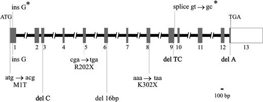 Fig. 1. Structure of the ERGIC-53 gene and mutations identified in combined factors V and VIII deficiency. Exons, indicated by rectangles, are numbered from 1 to 13. The coding portion of the gene is shaded, with the open portions of exons 1 and 13 representing the 5′ UTR and 3′ UTR, respectively. The exons, as well as introns 2, 9, and 12, are shown to scale. The // in the remaining introns indicates that the size was not determined. The locations of the two founder mutations identified in 10 Jewish families9are shown above (indicated by *), while the eight mutations detected by sequence analysis in the 19 families of this study (see Table 2) are shown below the gene.